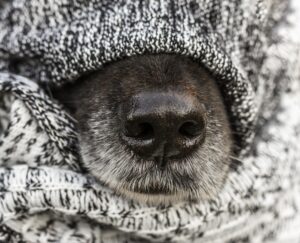 Hond koud in deken