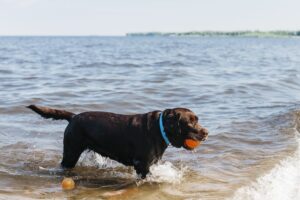 Zwemmen hond kant